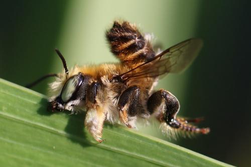Réf. 212 272 : Megachile maritima